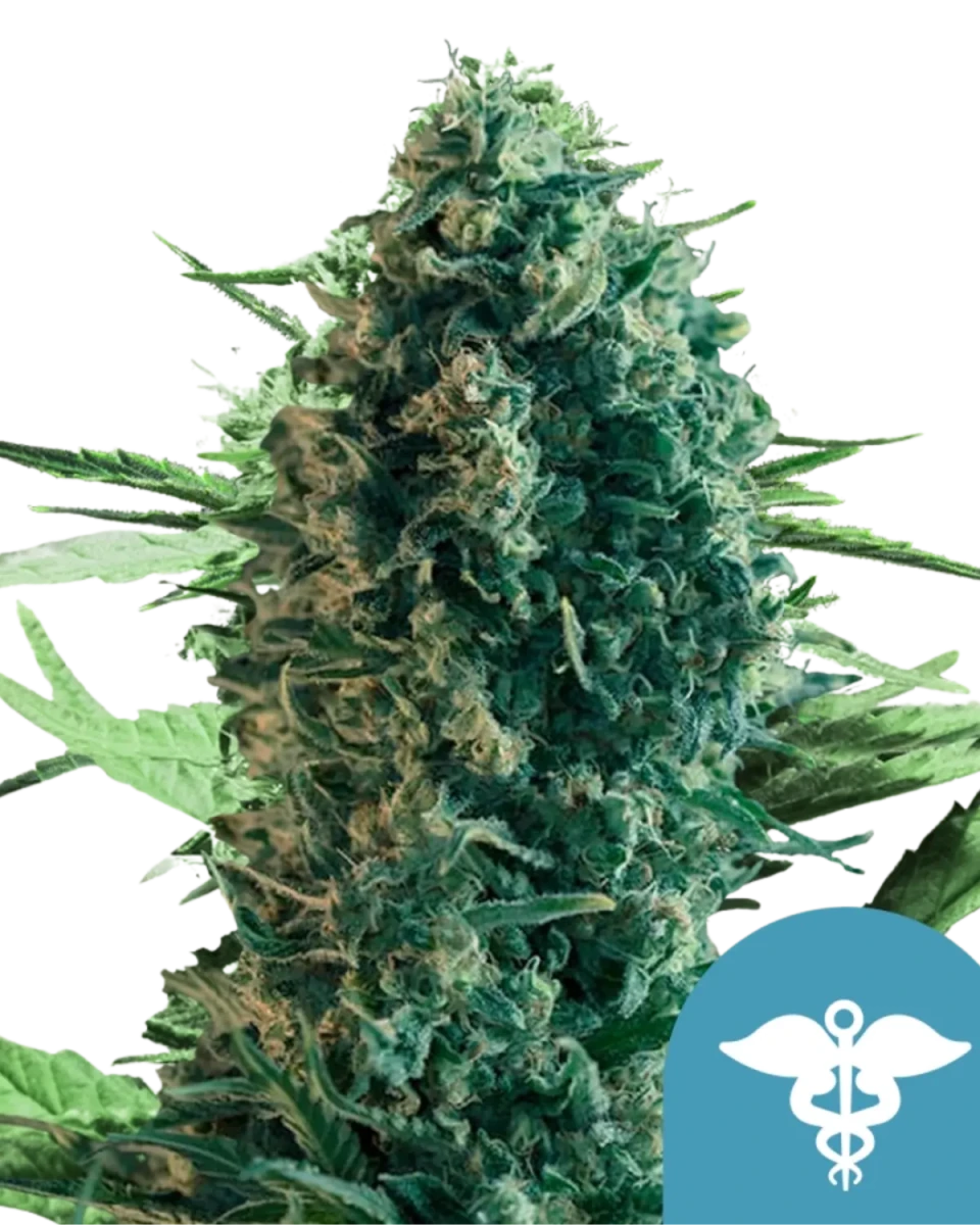 Royal Medic CBD Samen