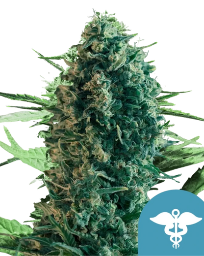 Royal Medic CBD Samen
