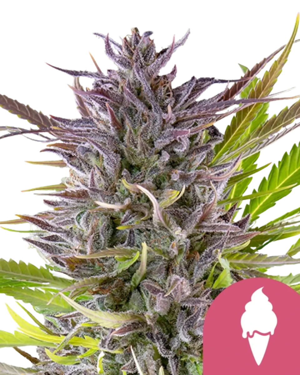 Royal Queen Seeds Green Gelato harzige Blüte.