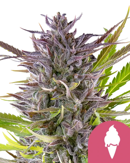 Royal Queen Seeds Green Gelato harzige Blüte.
