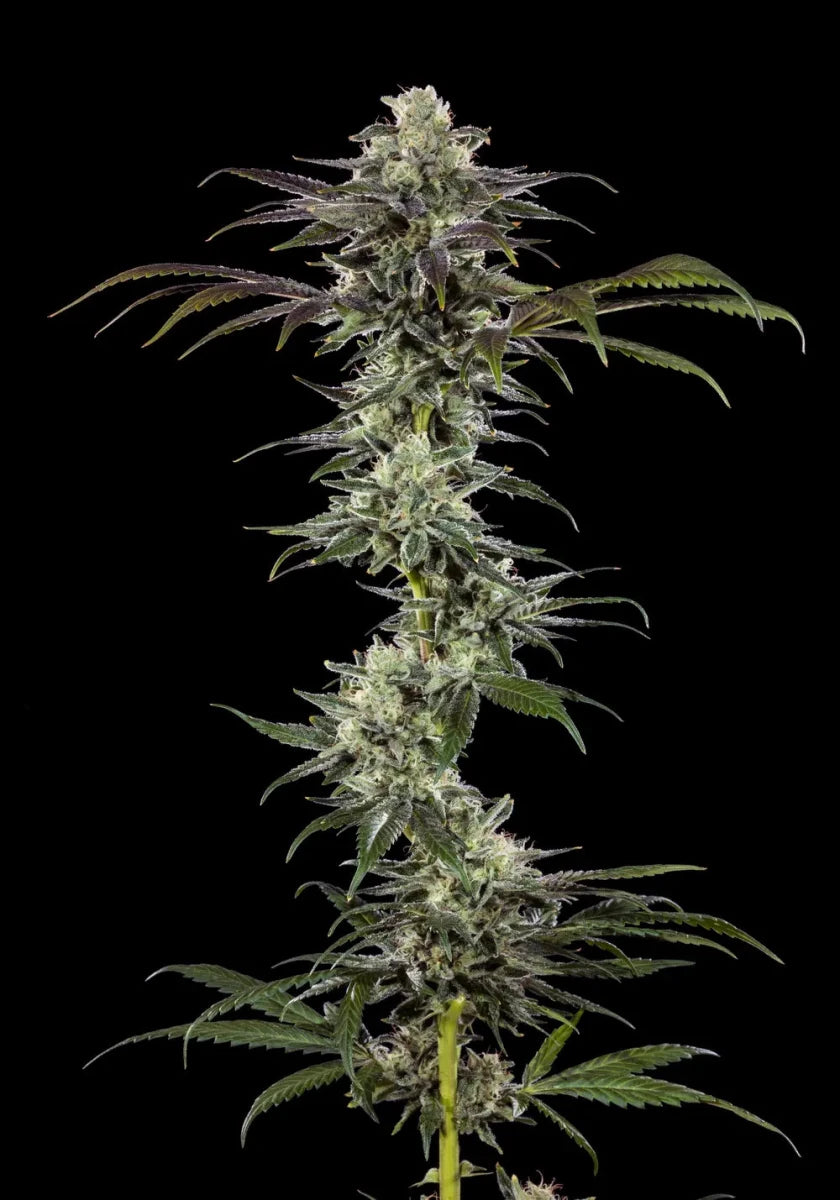 RS11 F1 Cannabis Samen