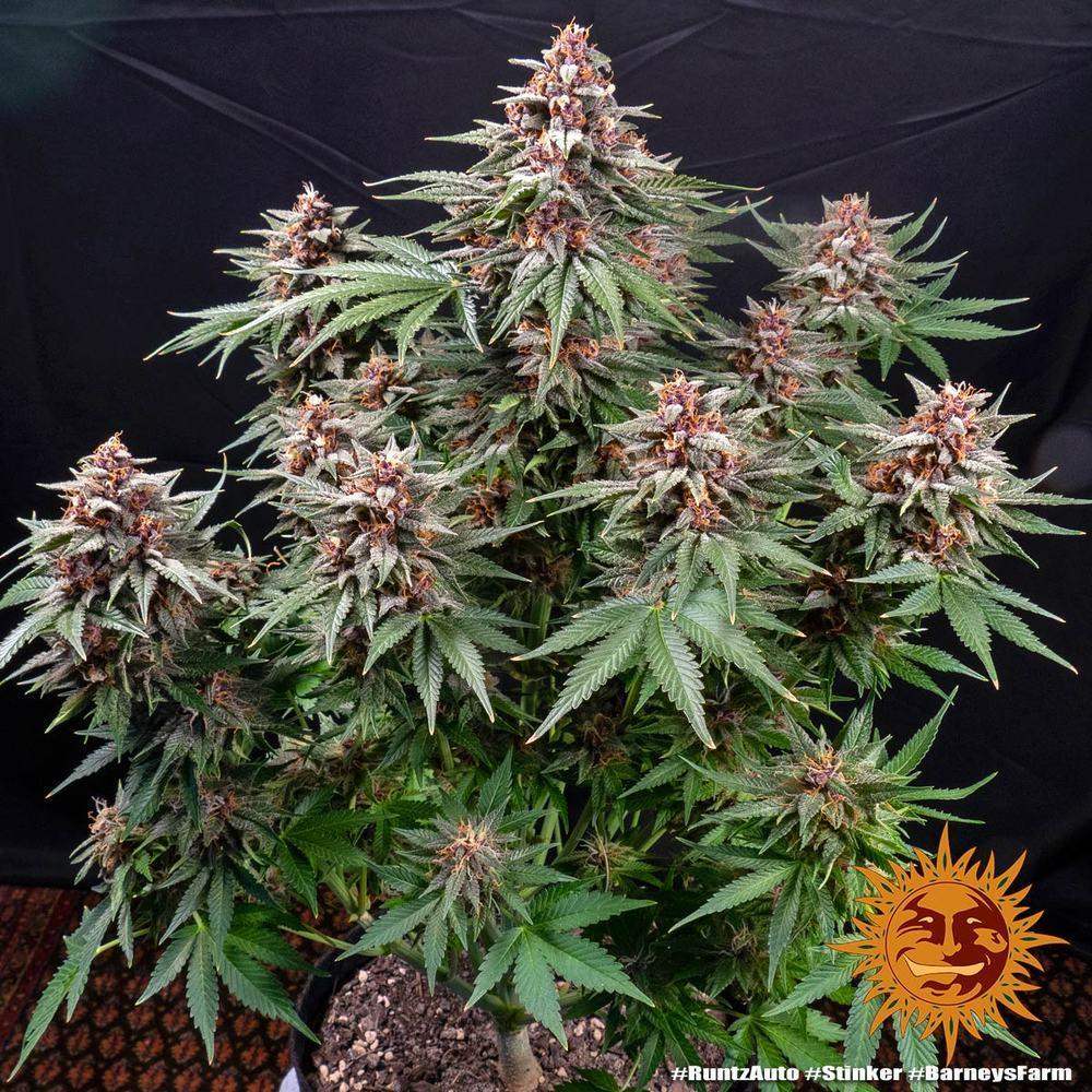 Cannabis Samen Runtz Automatic 
