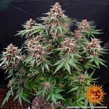 Cannabispflanze Runtz Automatic in der Blüte