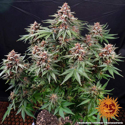 Cannabis Samen Runtz Automatic 