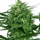 sensi-amnesia-sensi-seeds