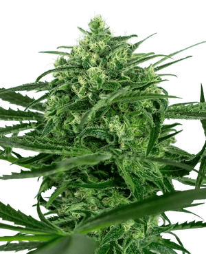 sensi-amnesia-sensi-seeds