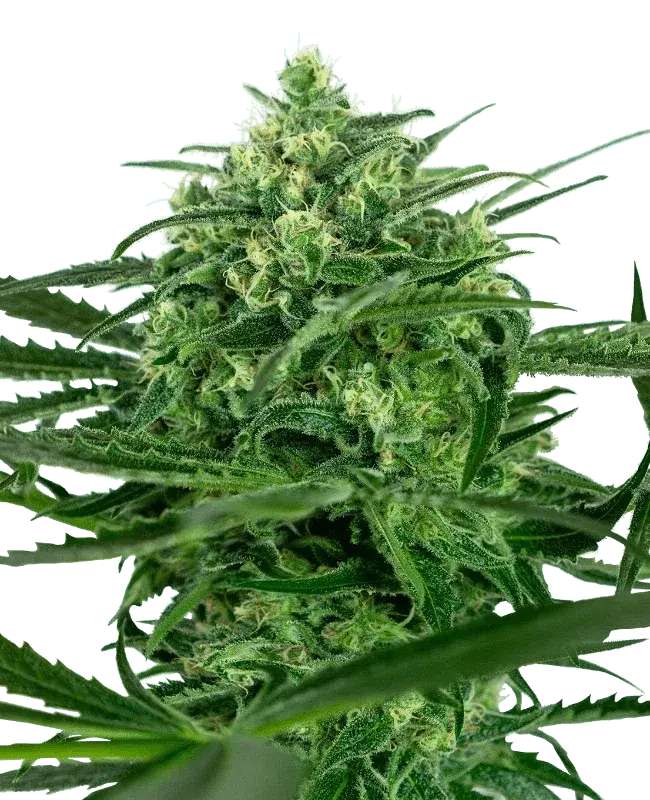 sensi-amnesia-sensi-seeds