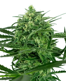 sensi-amnesia-sensi-seeds