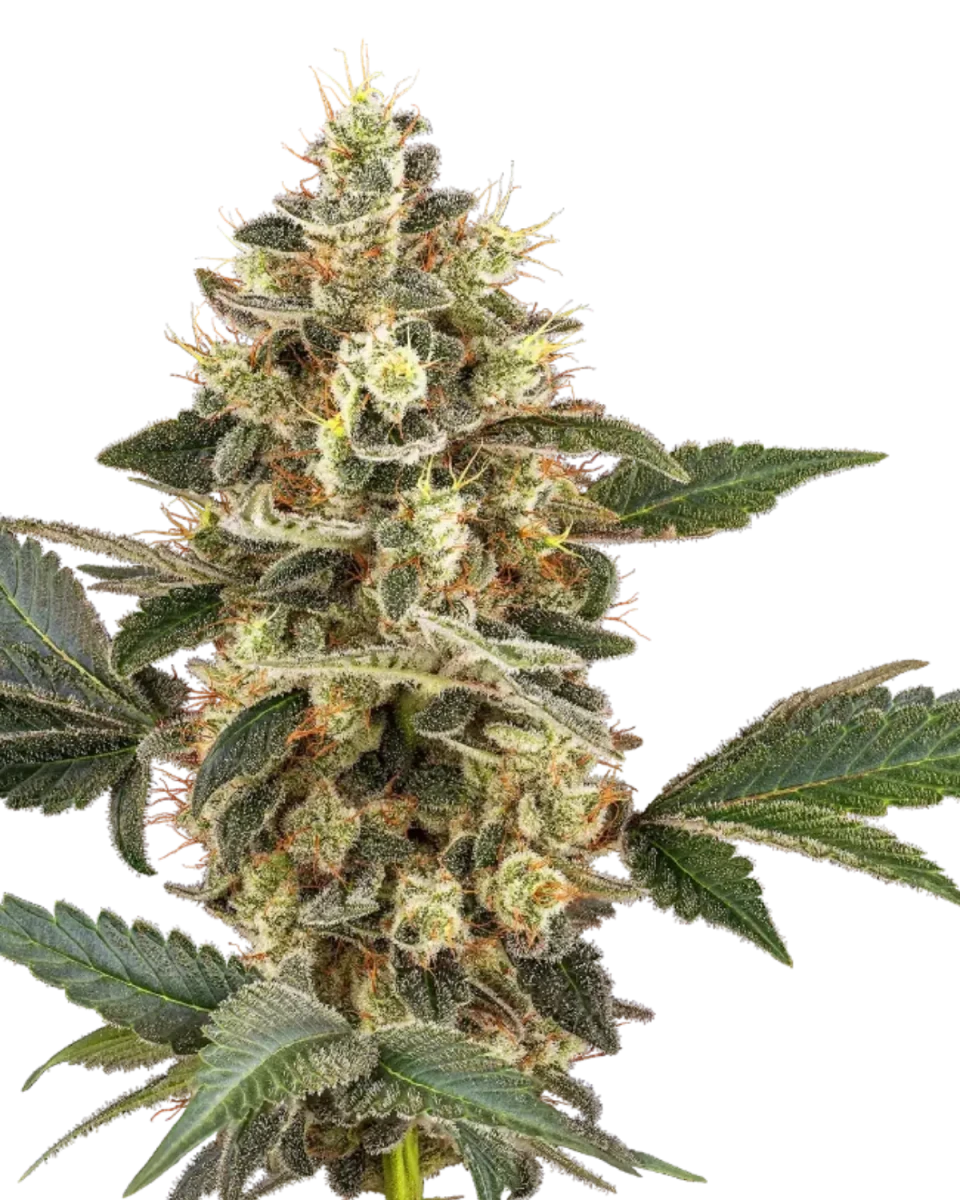 Sensi Sangria Cannabis Samen