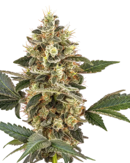 Sensi Sangria Cannabis Samen