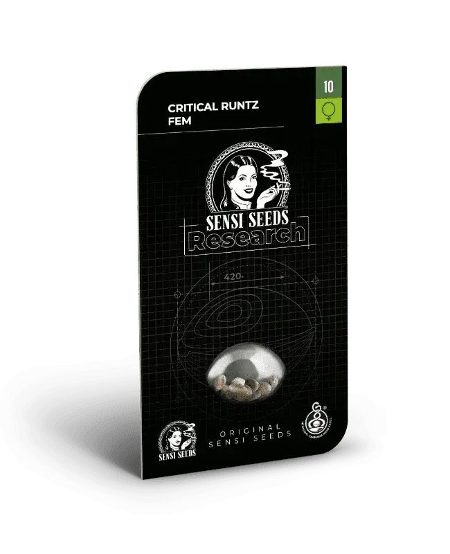 critical-runtz-sensi-seeds