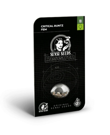 critical-runtz-sensi-seeds