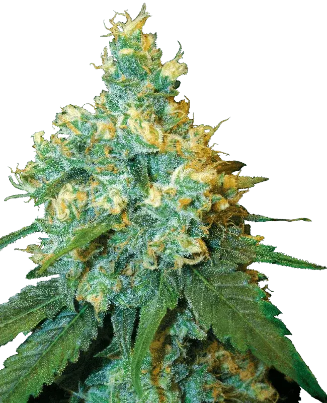 jack-herer-sensi-seeds-samen