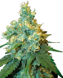 jack-herer-sensi-seeds-samen