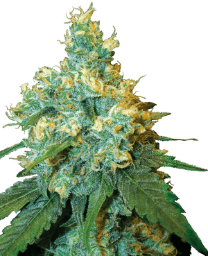 jack-herer-sensi-seeds-samen