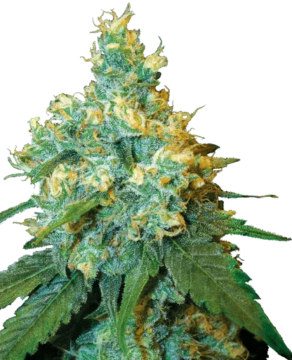 jack-herer-sensi-seeds-samen