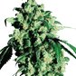 sensi-seeds-super-skunk