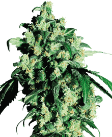 sensi-seeds-super-skunk