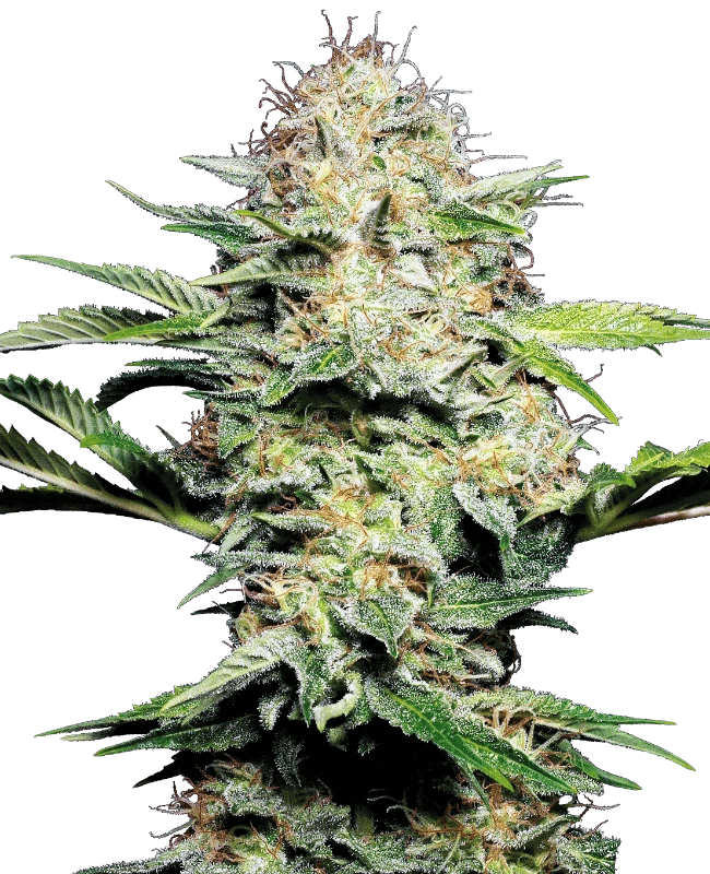 sensi-skunk-automatic