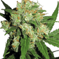 sensi-skunk-2