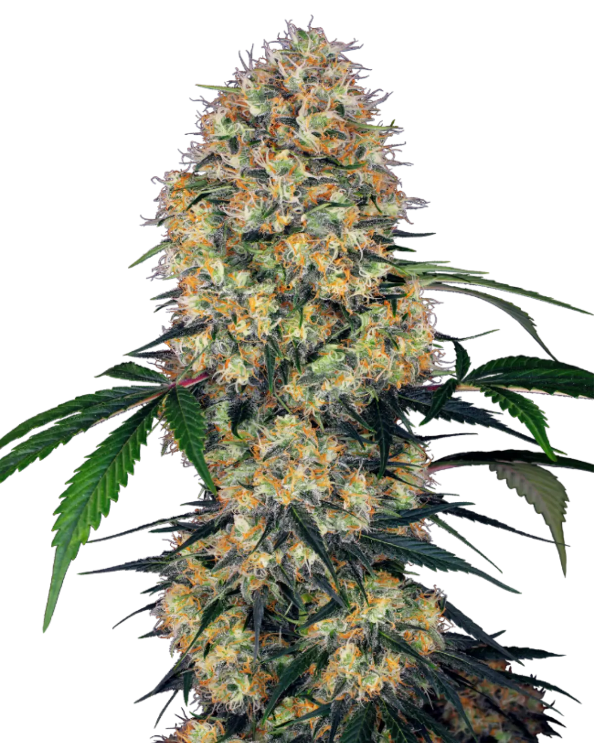 Sensi Amnesia XXL Auto Cannabispflanze mit langer, kegelförmiger Hauptblüte