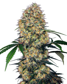 Sensi Amnesia XXL Auto Cannabispflanze mit langer, kegelförmiger Hauptblüte
