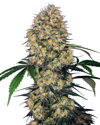 Sensi Amnesia XXL Auto Cannabispflanze mit langer, kegelförmiger Hauptblüte
