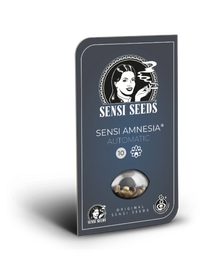 Sensi Amnesia XXL Auto von Sensi Seeds – Samenpackung, autoflowering feminisierte Cannabis Samen