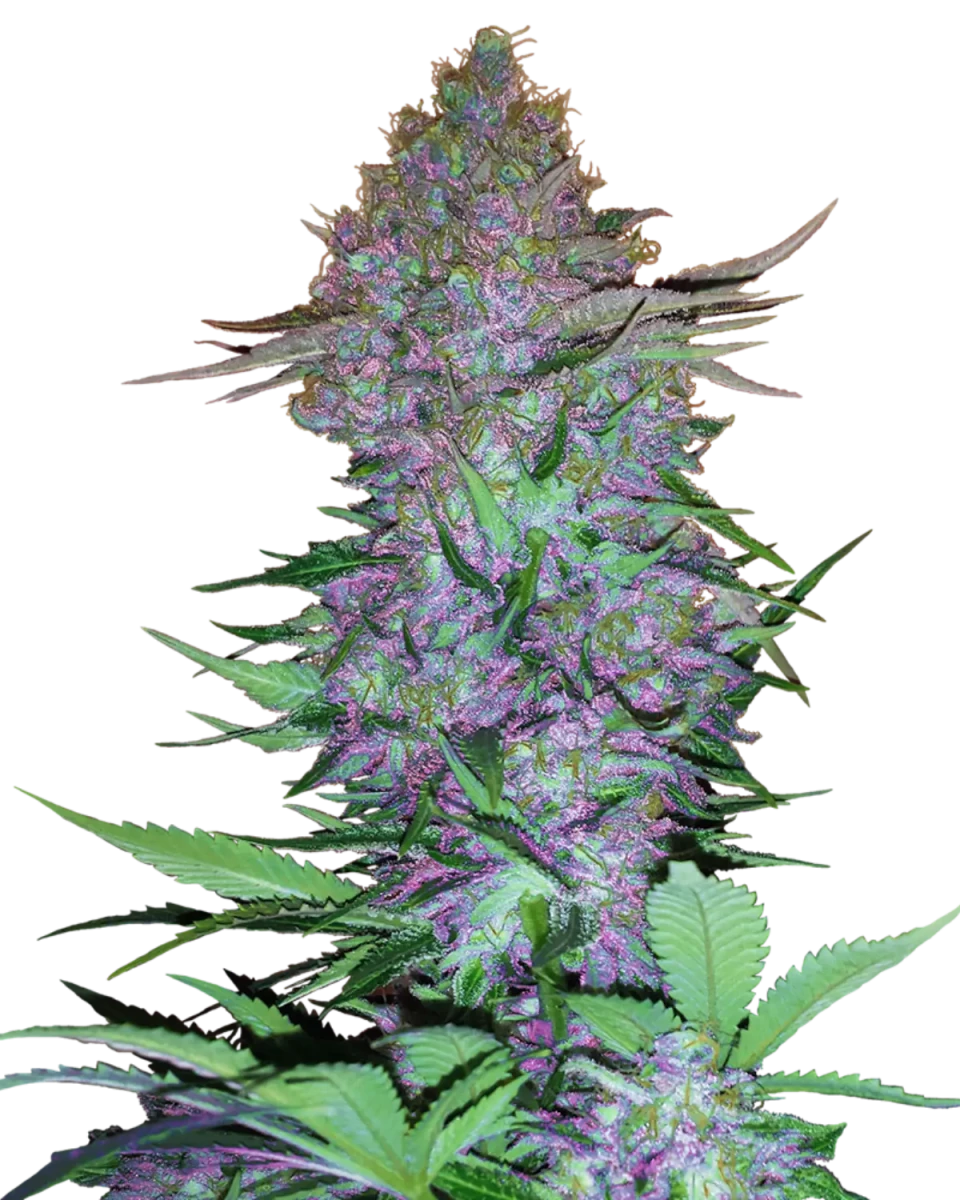 Purple Skunk Auto Cannabispflanze in der Blüte mit violett gefärbten, harzigen Buds