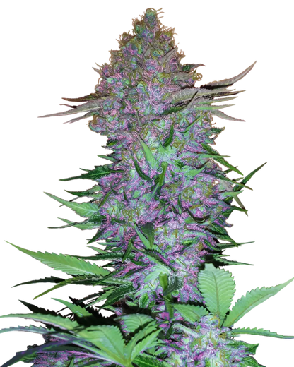 Purple Skunk Auto Cannabispflanze in der Blüte mit violett gefärbten, harzigen Buds