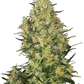 shiva-skunk-sensi-seeds