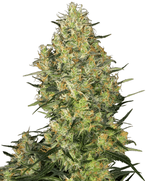 shiva-skunk-sensi-seeds