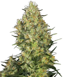 shiva-skunk-sensi-seeds