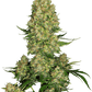 sensi-skunk-autoflower