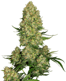 sensi-skunk-autoflower