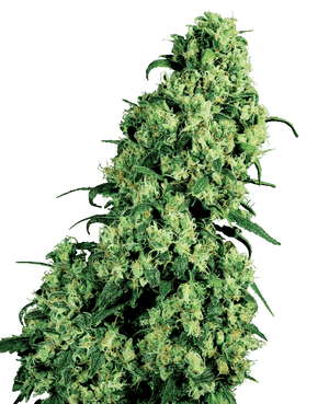 sensi-seeds-skunk-1-feminisiert