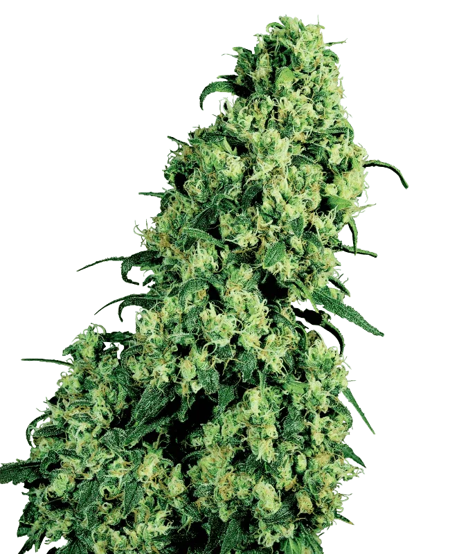 sensi-seeds-skunk-1-feminisiert