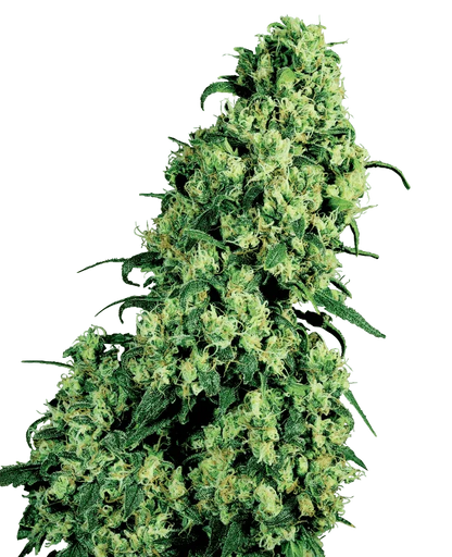 sensi-seeds-skunk-1-feminisiert