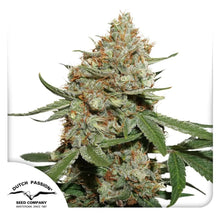 Skunk 11 von Dutch Passion