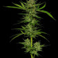 stoopid-fruits-humboldt-seed-company