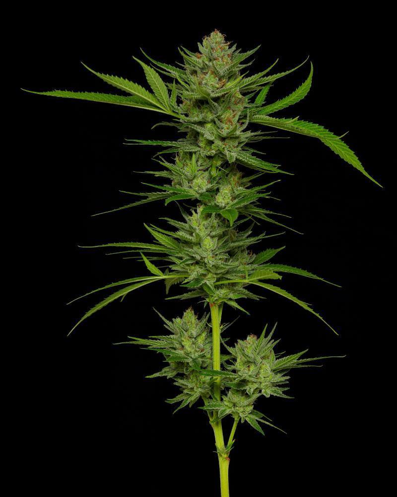 stoopid-fruits-humboldt-seed-company
