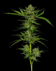 stoopid-fruits-humboldt-seed-company