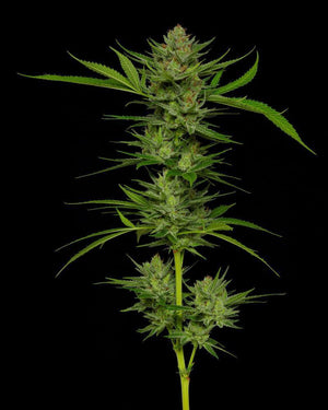 stoopid-fruits-humboldt-seed-company