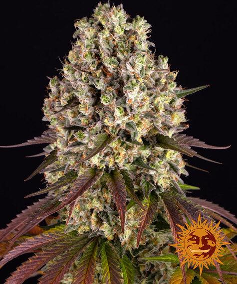 barneys-farm-sour-diesel