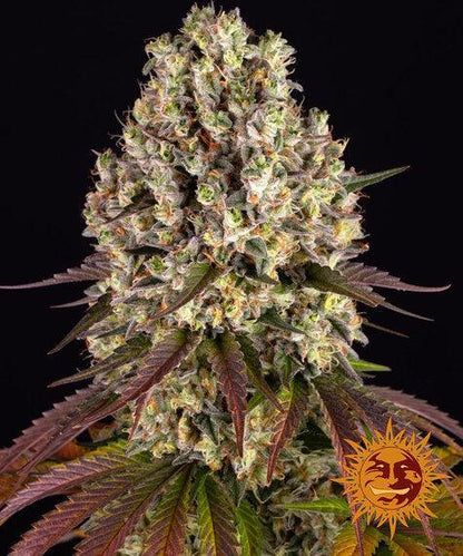 barneys-farm-sour-diesel