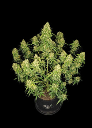 sour-jealousy-auto