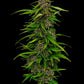 squirt-humboldt-seed-company