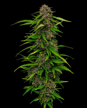 squirt-humboldt-seed-company