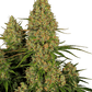 sensi-seeds-sticky-orange-xxl-auto