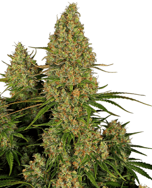 sensi-seeds-sticky-orange-xxl-auto